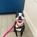 Avondale Animal Hospital