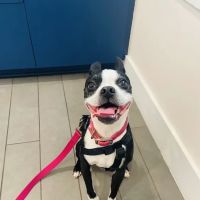 Avondale Animal Hospital ico