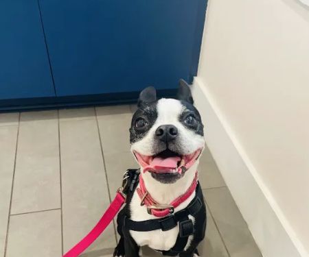 Avondale Animal Hospital