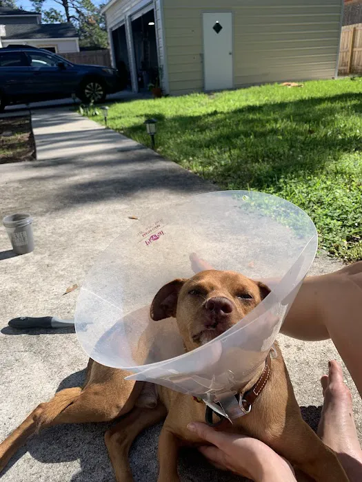 Avondale Animal Hospital Picture 10
