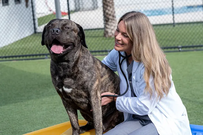 NewDay Veterinary Care Picture 2