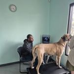 Veterinary Care University