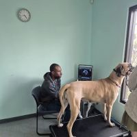 Veterinary Care University ico