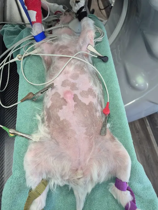 Veterinary Care University Picture 8