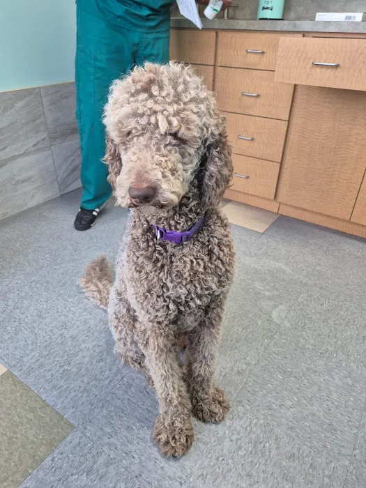 Veterinary Care University Picture 10