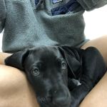 River City Veterinary Hospital