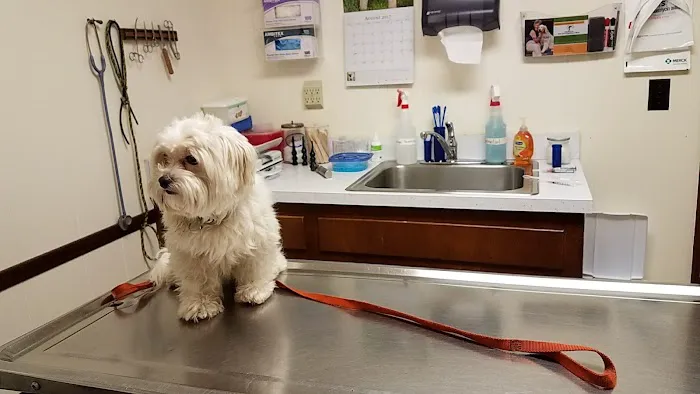 River City Veterinary Hospital Picture 7