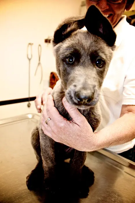 River City Veterinary Hospital Picture 10