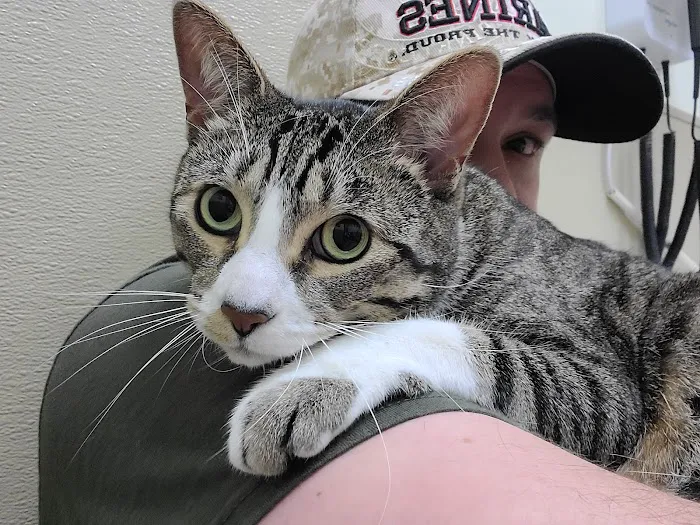 First Coast No More Homeless Pets /Joseph A. Strasser Regional Veterinary Hospital Picture 2