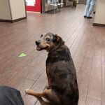 First Coast No More Homeless Pets /Joseph A. Strasser Regional Veterinary Hospital