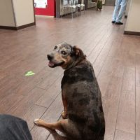 First Coast No More Homeless Pets /Joseph A. Strasser Regional Veterinary Hospital ico