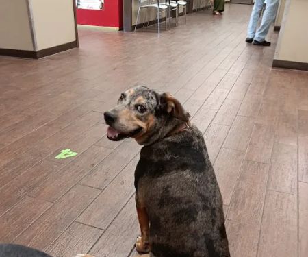 First Coast No More Homeless Pets /Joseph A. Strasser Regional Veterinary Hospital