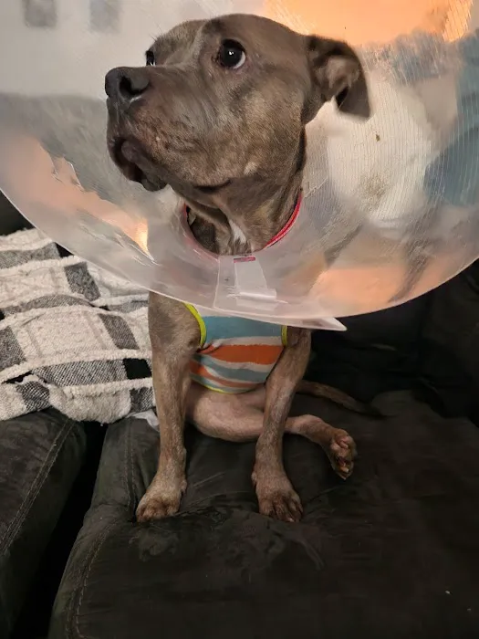 First Coast No More Homeless Pets /Joseph A. Strasser Regional Veterinary Hospital Picture 5