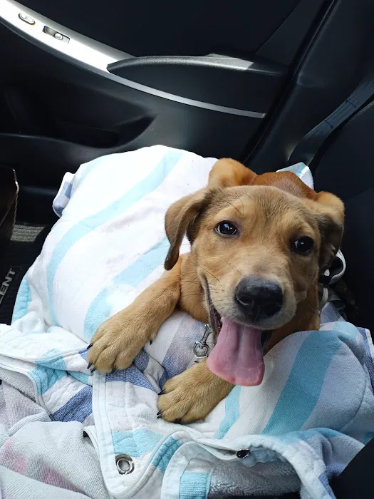 First Coast No More Homeless Pets /Joseph A. Strasser Regional Veterinary Hospital Picture 8