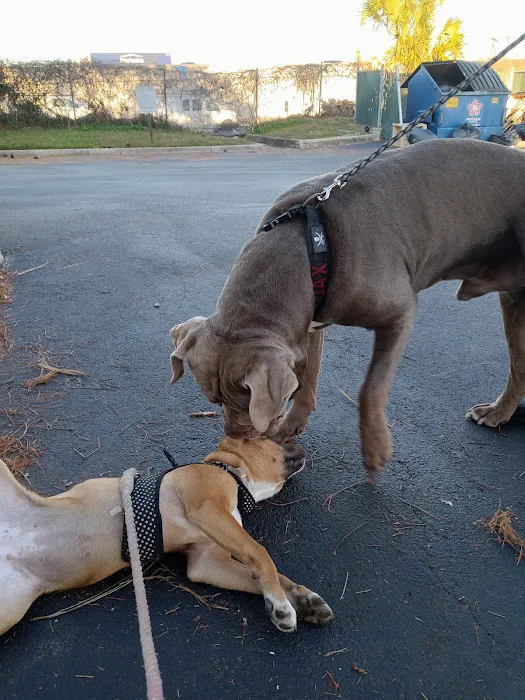 First Coast No More Homeless Pets Picture 7