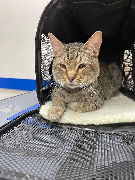 Pet Central Animal Hospital Picture 4