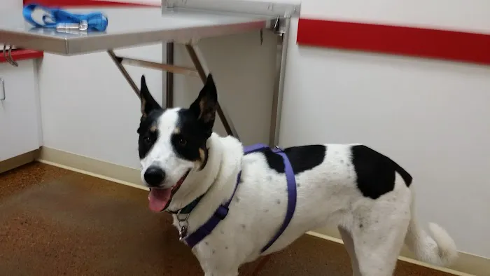 Pet Central Animal Hospital Picture 10