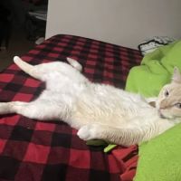Kitty Klinic ico