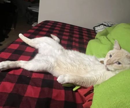 Kitty Klinic