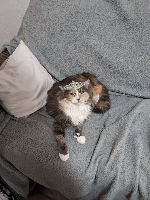 Kitty Klinic Picture 5