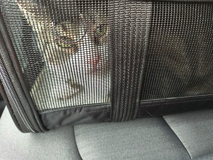 Kitty Klinic Picture 8