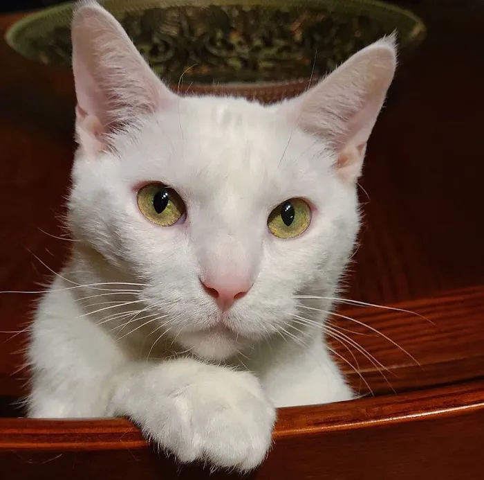 Kitty Klinic Picture 6