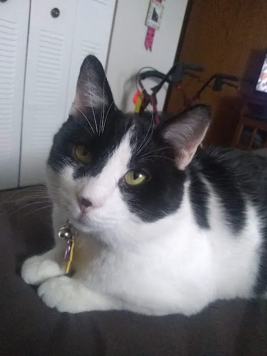 Kitty Klinic Picture 10