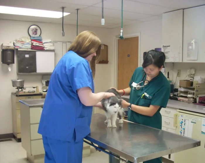 VCA Cedar Animal Hospital Picture 3