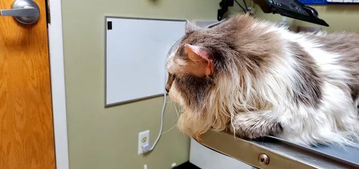 VCA Cedar Animal Hospital Picture 4