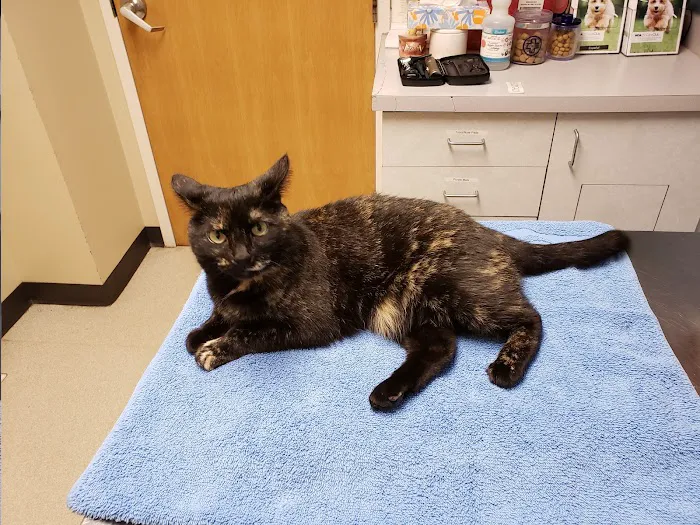 VCA Cedar Animal Hospital Picture 6