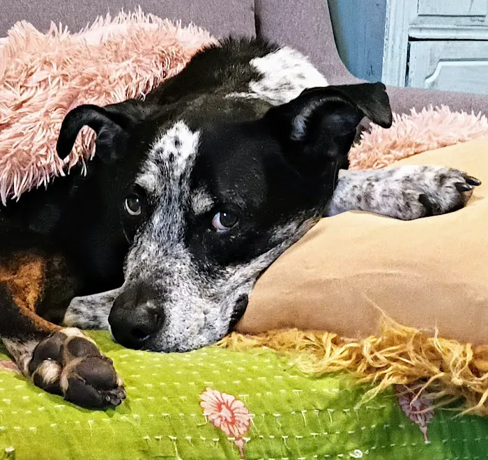 East Lake Animal Clinic Picture 2