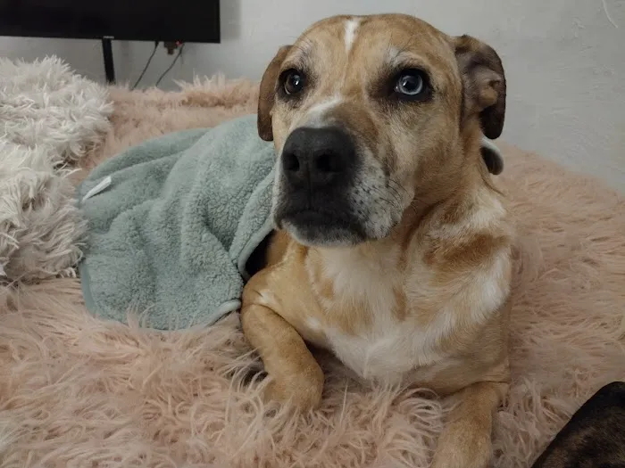 East Lake Animal Clinic Picture 4