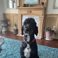 Lake Harriet Veterinary ico