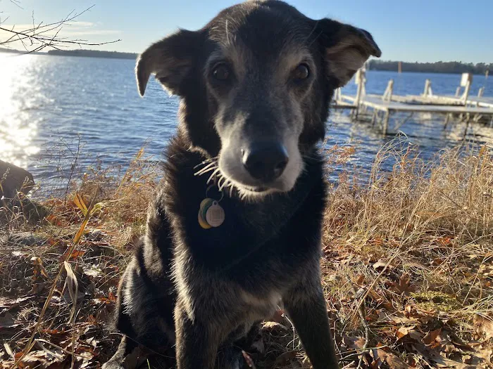 Lake Harriet Veterinary Picture 4