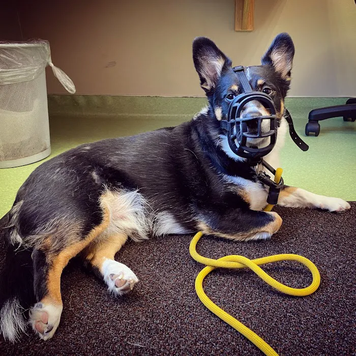 Lake Harriet Veterinary Picture 5