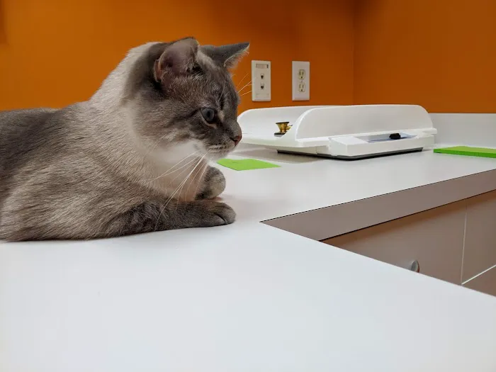 City Cat Clinic & Condos Picture 3