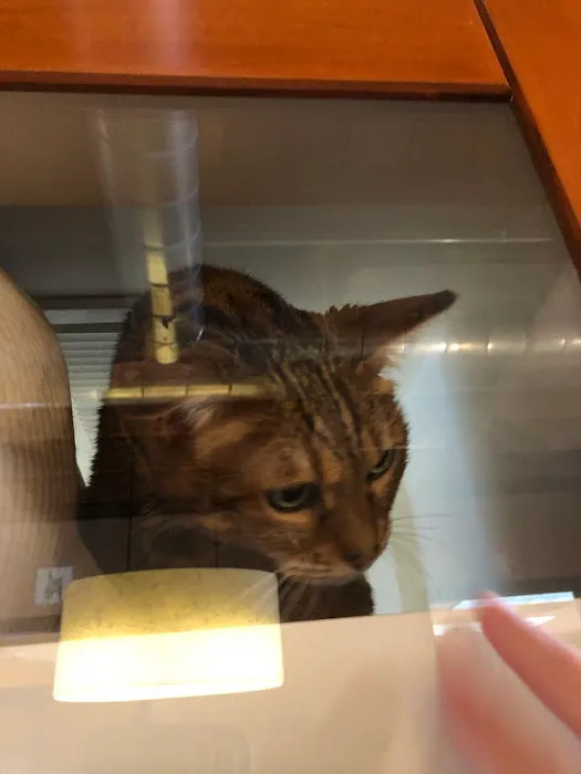 City Cat Clinic & Condos Picture 4