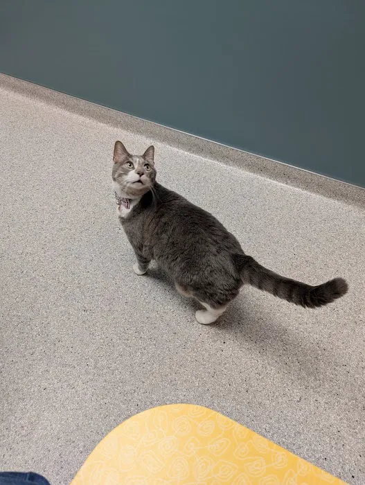 City Cat Clinic & Condos Picture 6