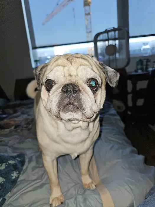 Moreland Veterinary Hospital: Bruno Kay L DVM Picture 1