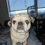 Moreland Veterinary Hospital: Bruno Kay L DVM