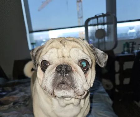 Moreland Veterinary Hospital: Bruno Kay L DVM