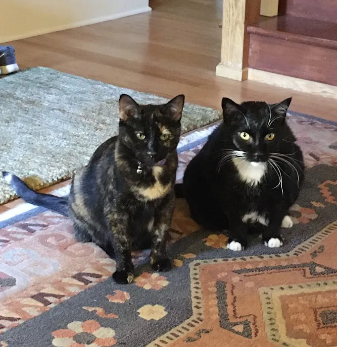 Moreland Veterinary Hospital Picture 4