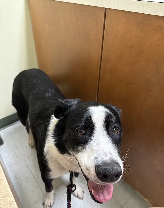Moreland Veterinary Hospital Picture 9
