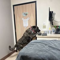 Powell Veterinary Center ico
