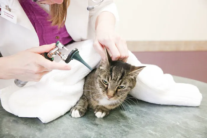 Cat & Dog Hospital of Portland Picture 2