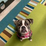 Synergy Veterinary Behavior