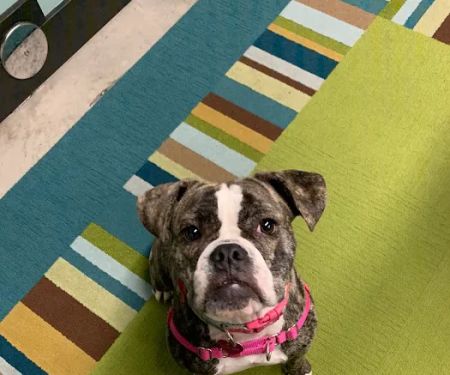Synergy Veterinary Behavior