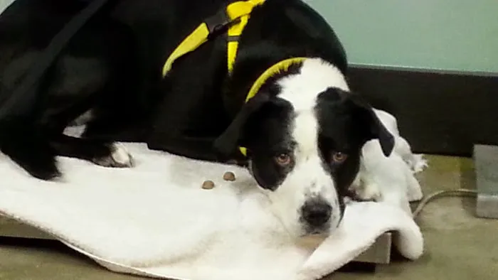 Synergy Veterinary Behavior Picture 8