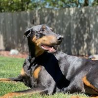 Grateful Heart Veterinary Hospital ico