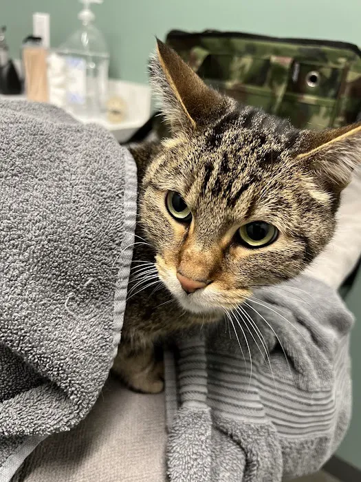 Grateful Heart Veterinary Hospital Picture 4